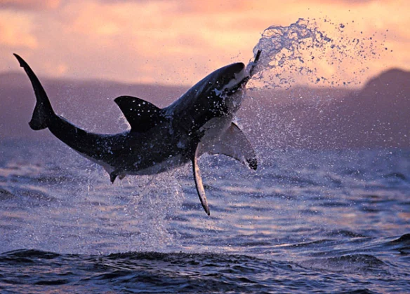 A Great White Shark Breaches To Catch Its Prey